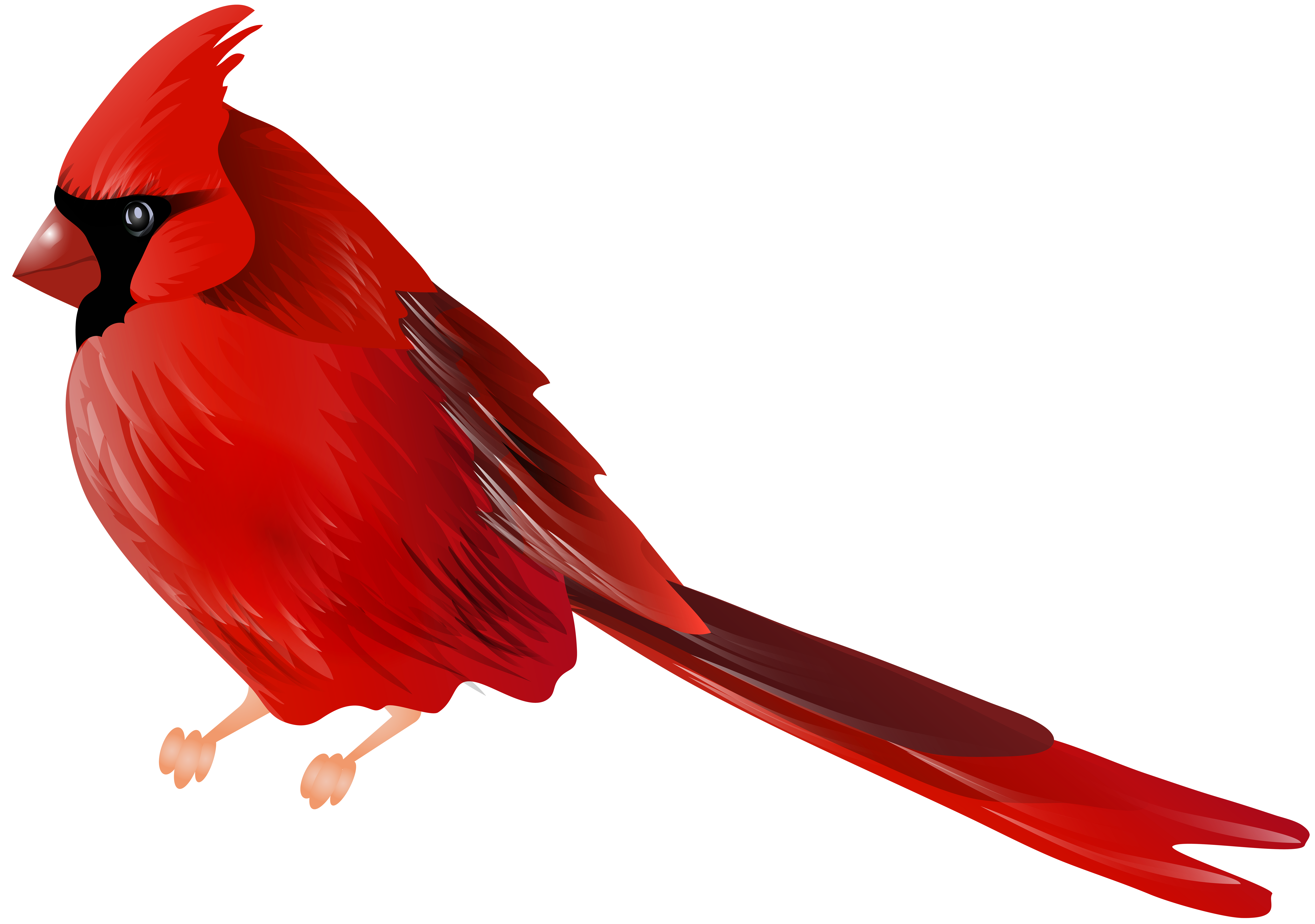cardinal-bird-clipart-at-getdrawings-free-download