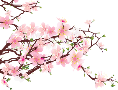 Cherry Blossom Clipart at GetDrawings.com | Free for personal use