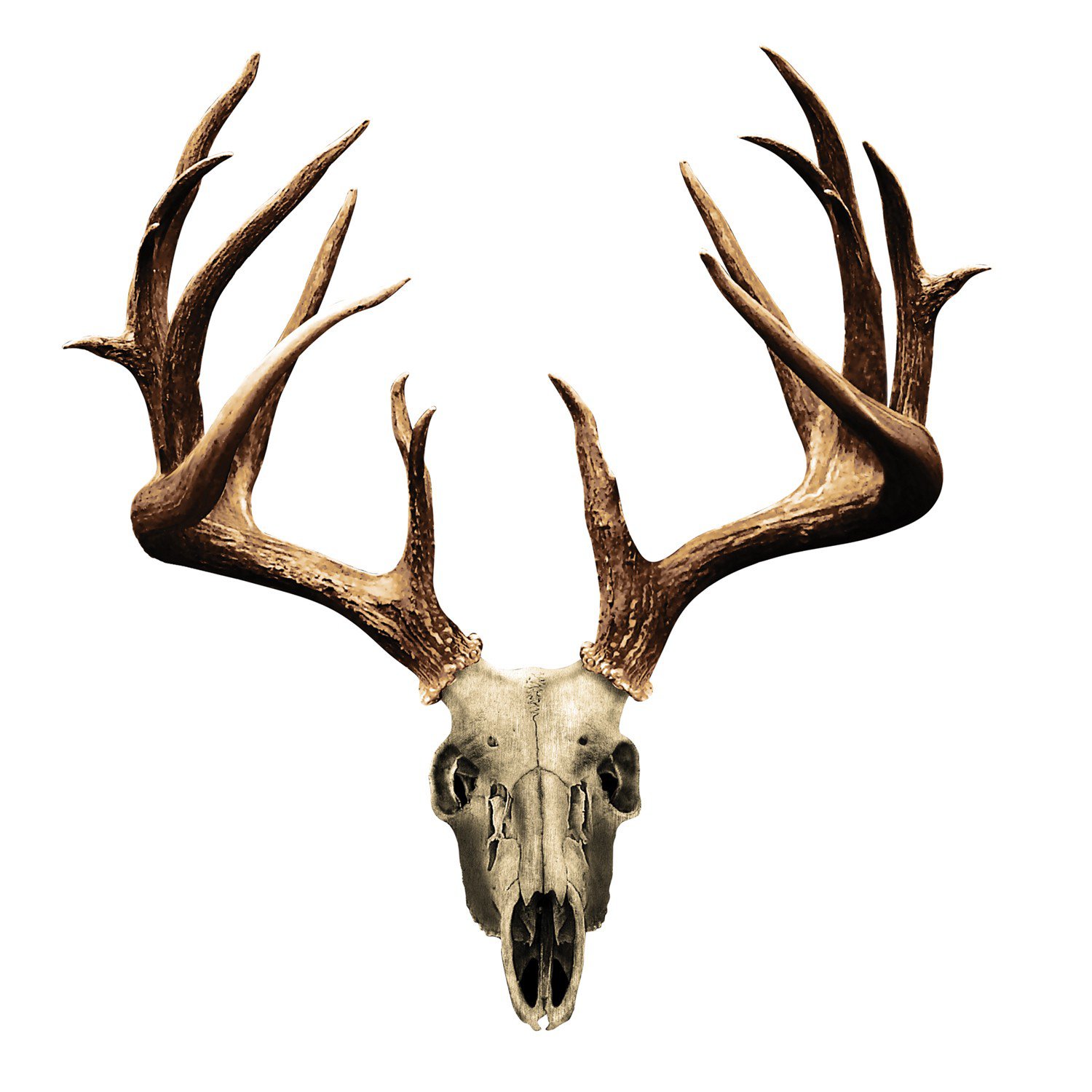 Deer Buck Clipart at GetDrawings | Free download