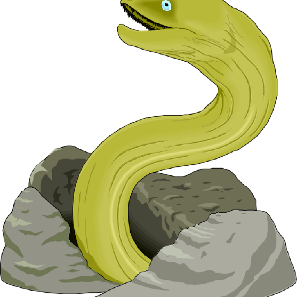 Electric Eel Clipart at GetDrawings Free download