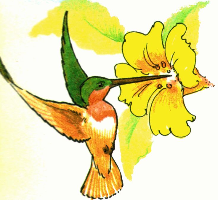 Hummingbird Line Drawing at GetDrawings | Free download