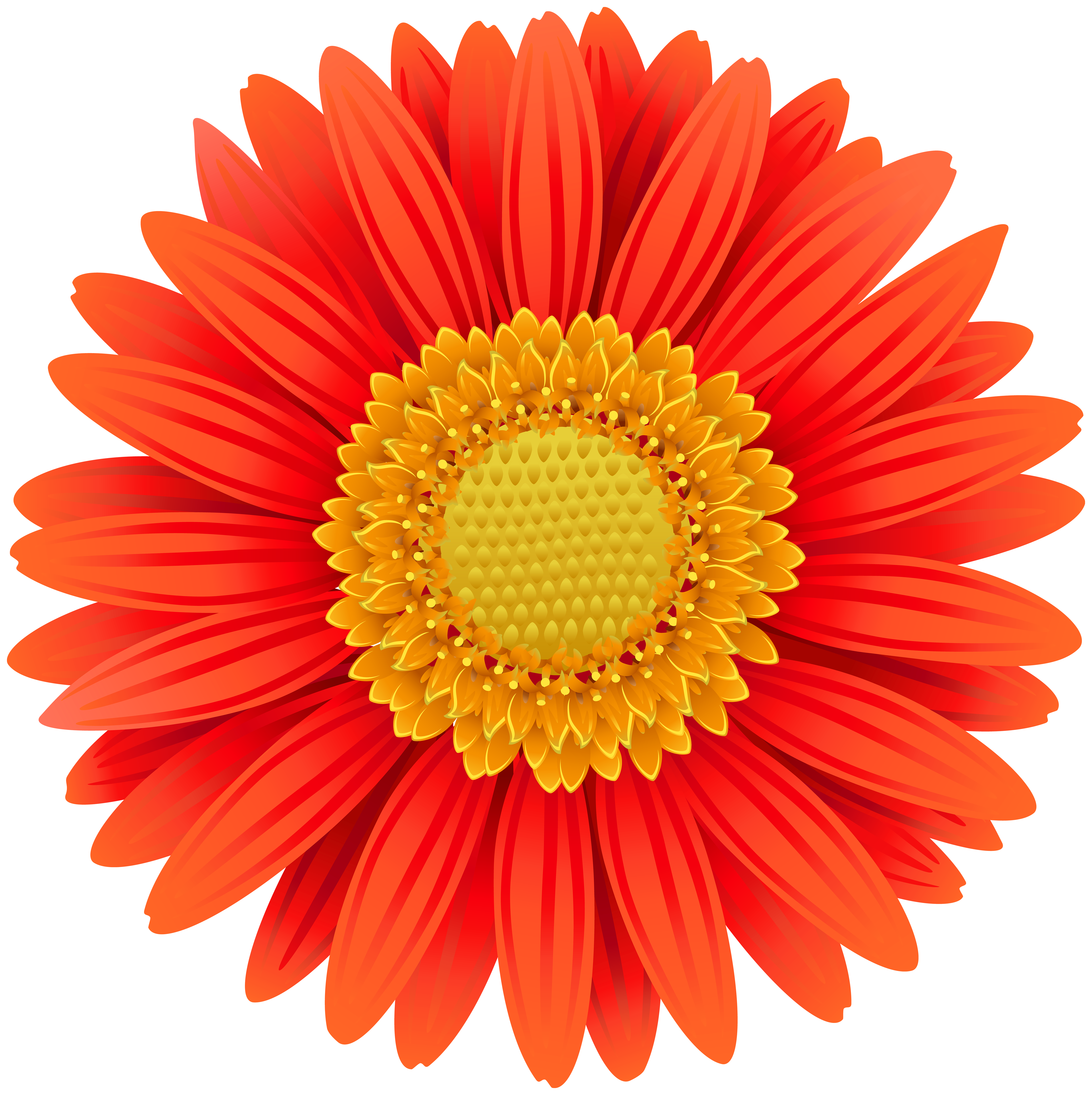Gerber Daisy Clipart At GetDrawings Free Download.