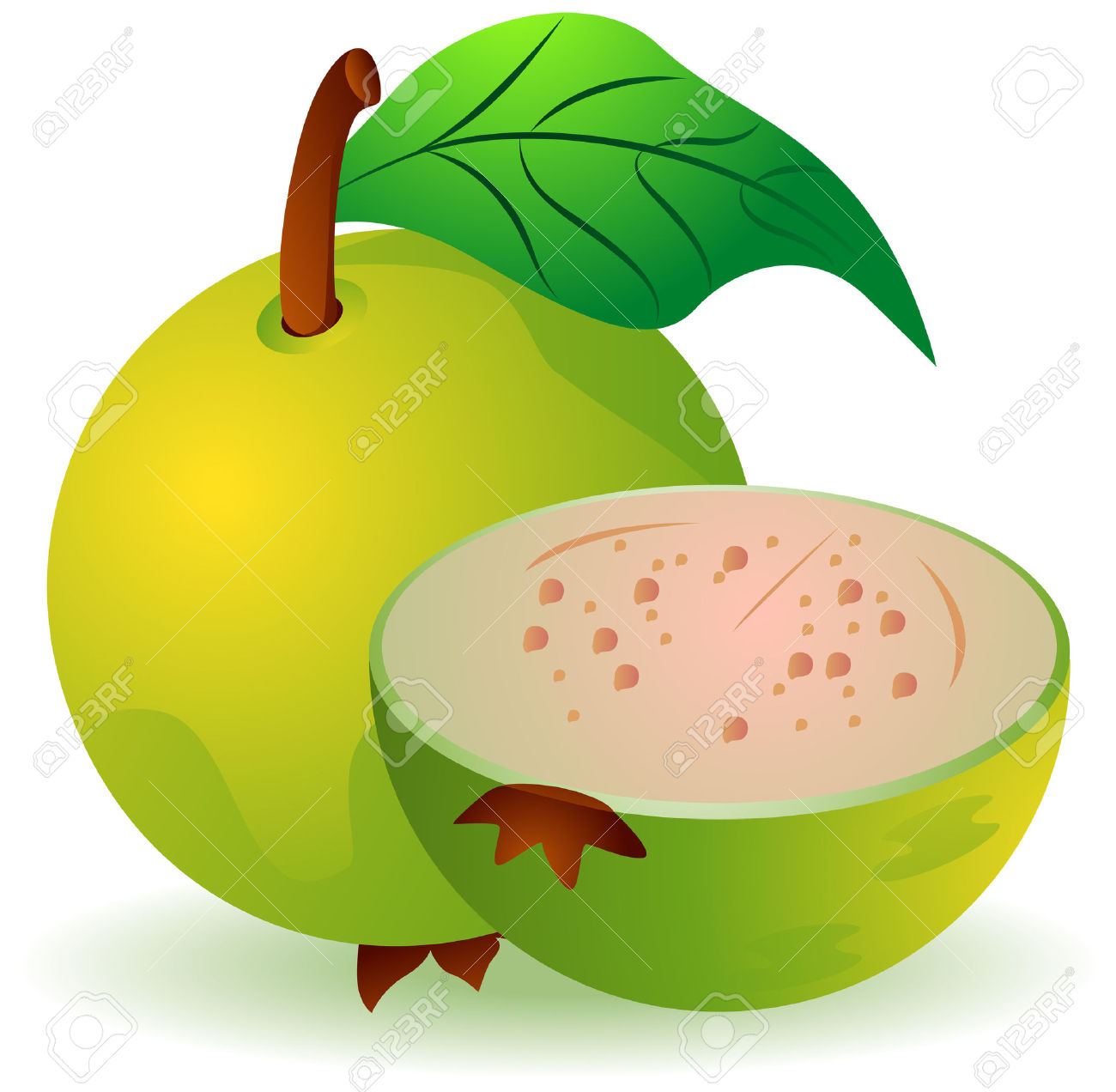 Guava Clipart at GetDrawings | Free download