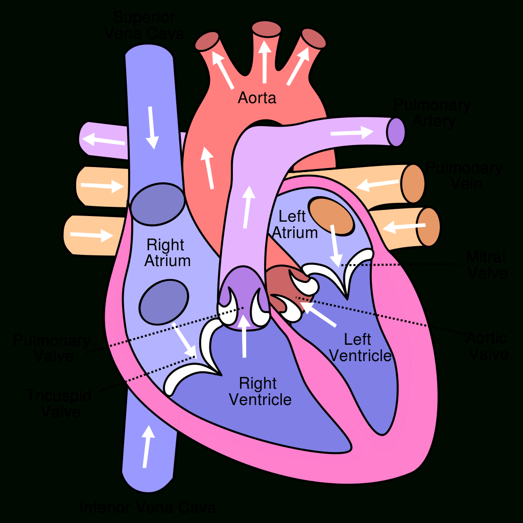 Heart Diagram Clipart at GetDrawings Free download