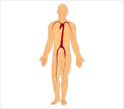 medical drawing of human body