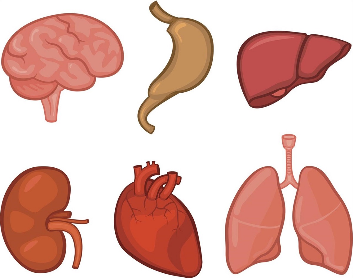 Human Body Organs Clipart at GetDrawings Free download