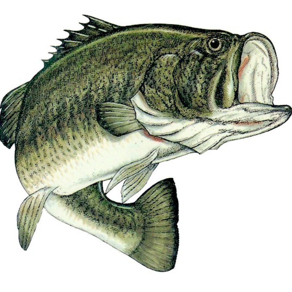 The best free Largemouth clipart images. Download from 31 free cliparts