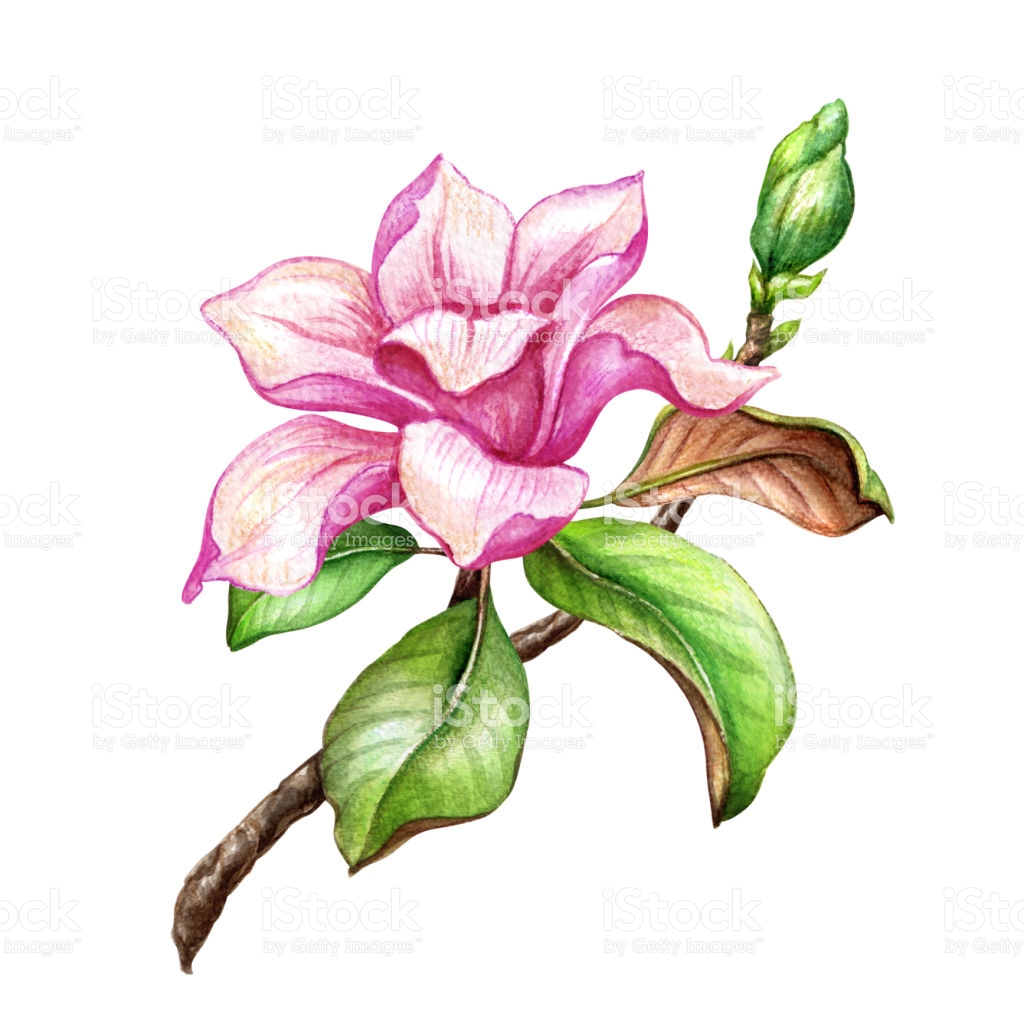 Magnolia Flower Clipart at GetDrawings | Free download