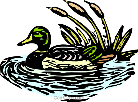 Featured image of post Mallard Duck Clipart Free