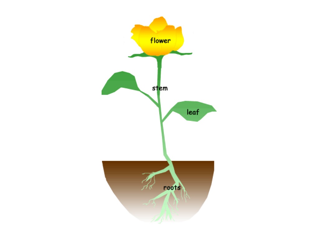 1024x768 Labeling The Parts Of A Flower Science, Biology, Plants Showme.