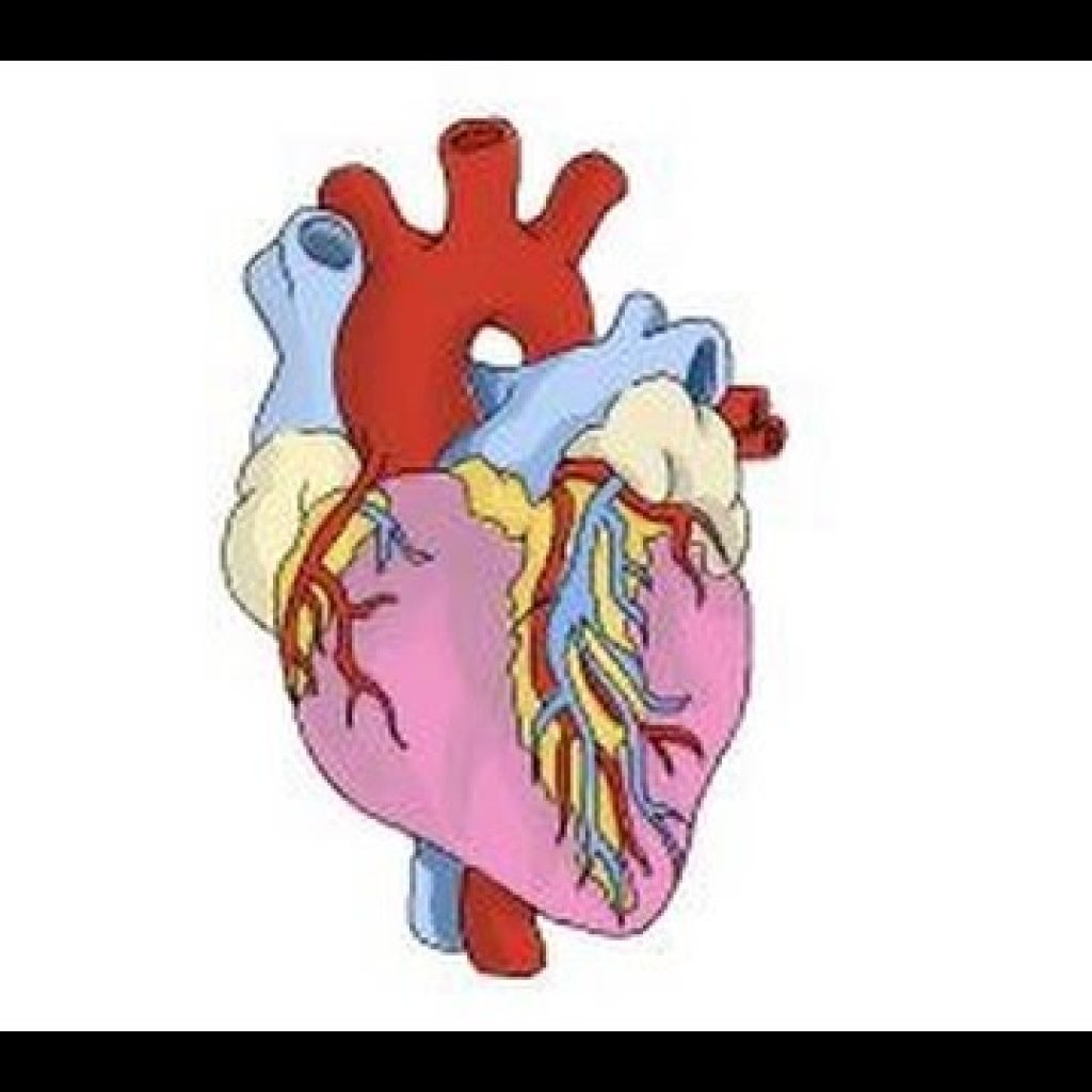 Картинки сердце человека для детей по отдельности