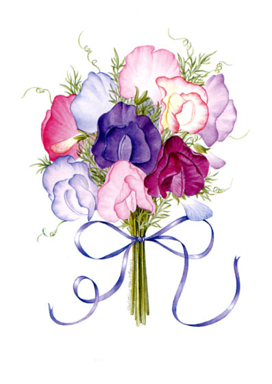 Sweet Pea Flower Drawing at GetDrawings | Free download