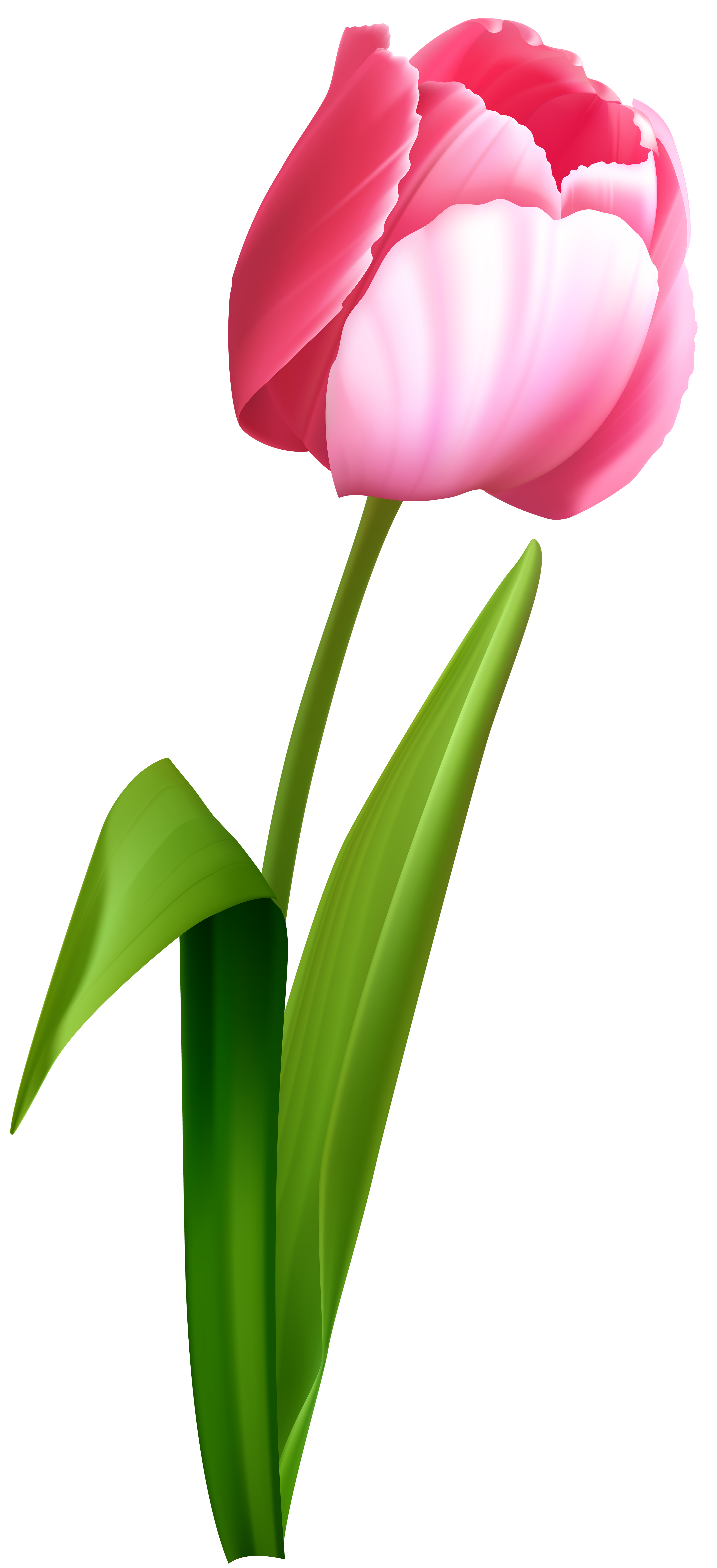 Tulip Clipart at GetDrawings | Free download