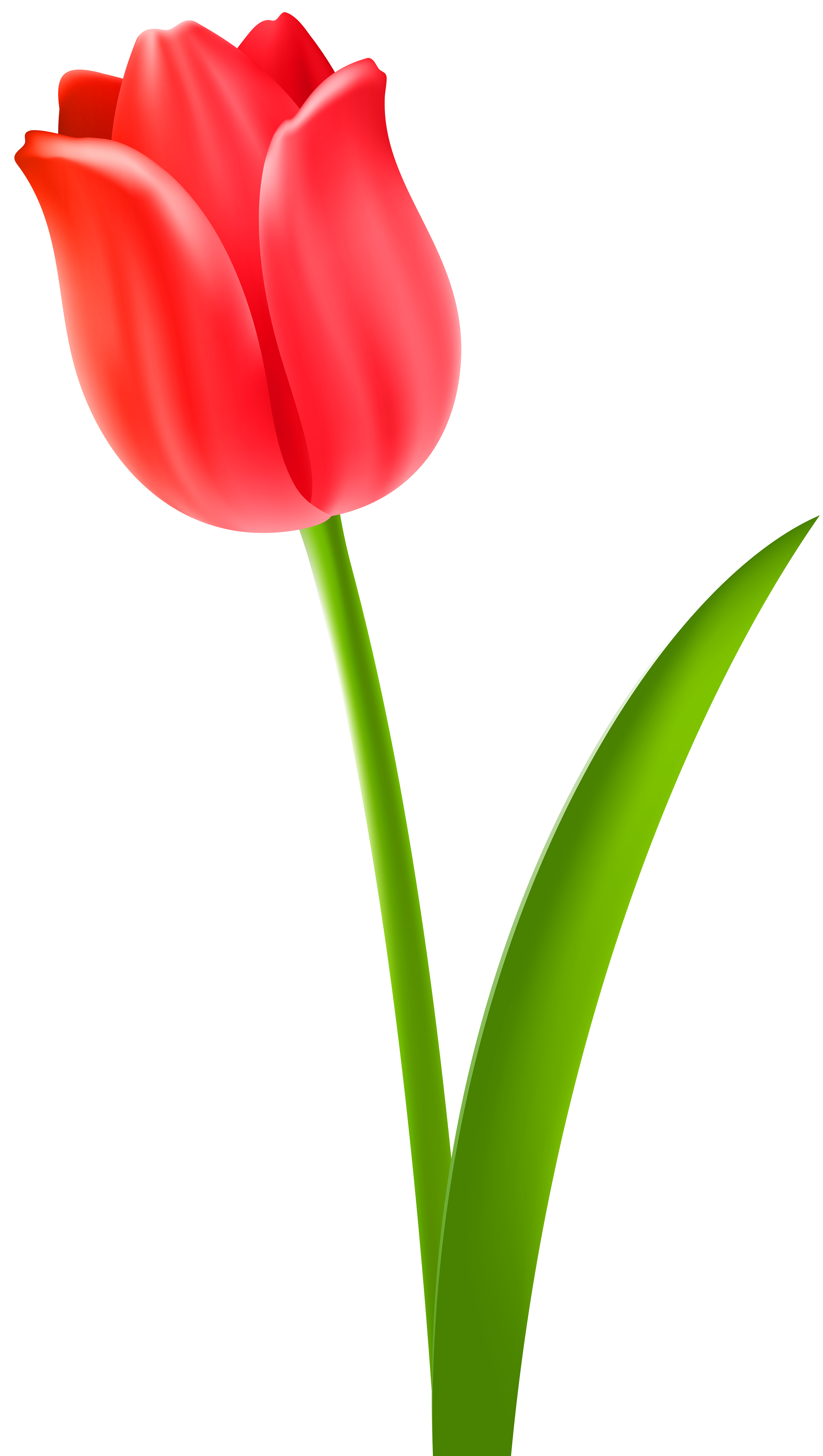 Tulip Clipart at GetDrawings | Free download