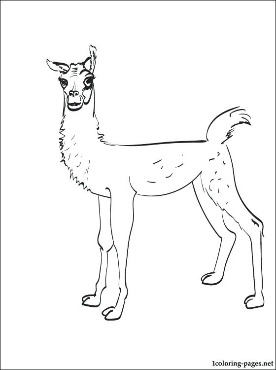 Alpaca Coloring Page at GetDrawings | Free download