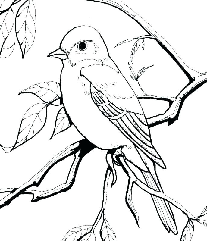 American Robin Coloring Page At Getdrawings | Free Download