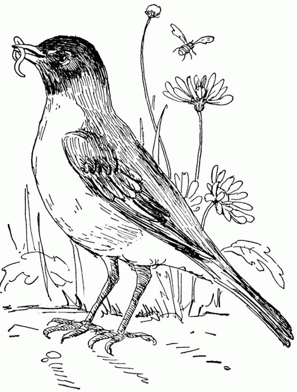 American Robin Coloring Page at GetDrawings | Free download