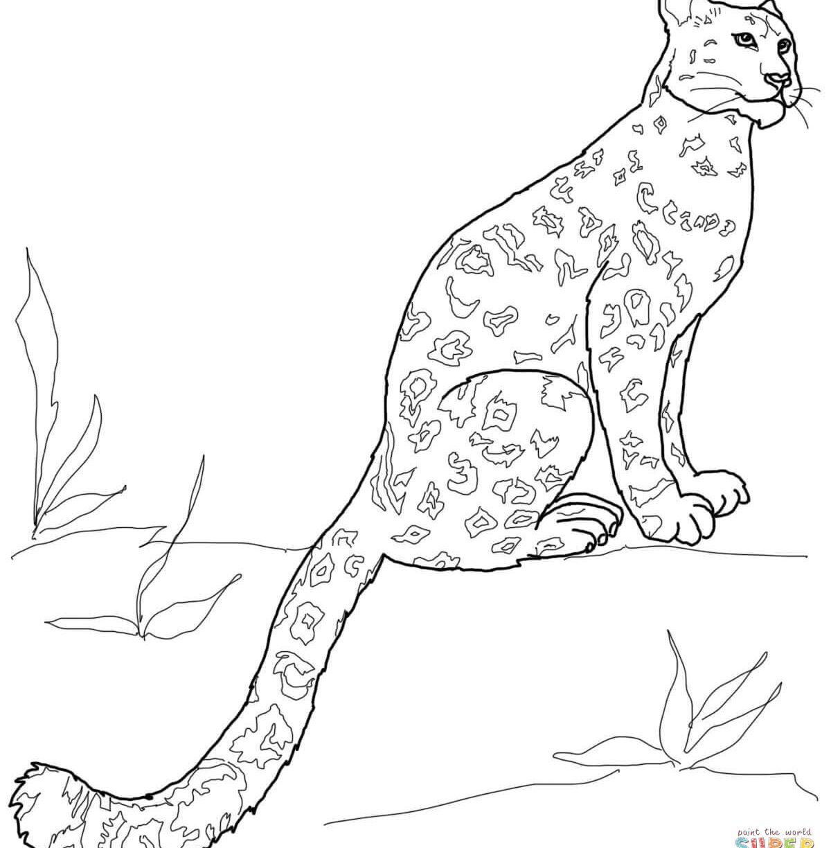 amur leopard coloring pages at getdrawings  free download