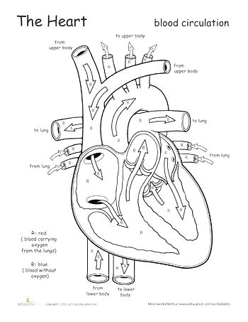 heart blood flow coloring page