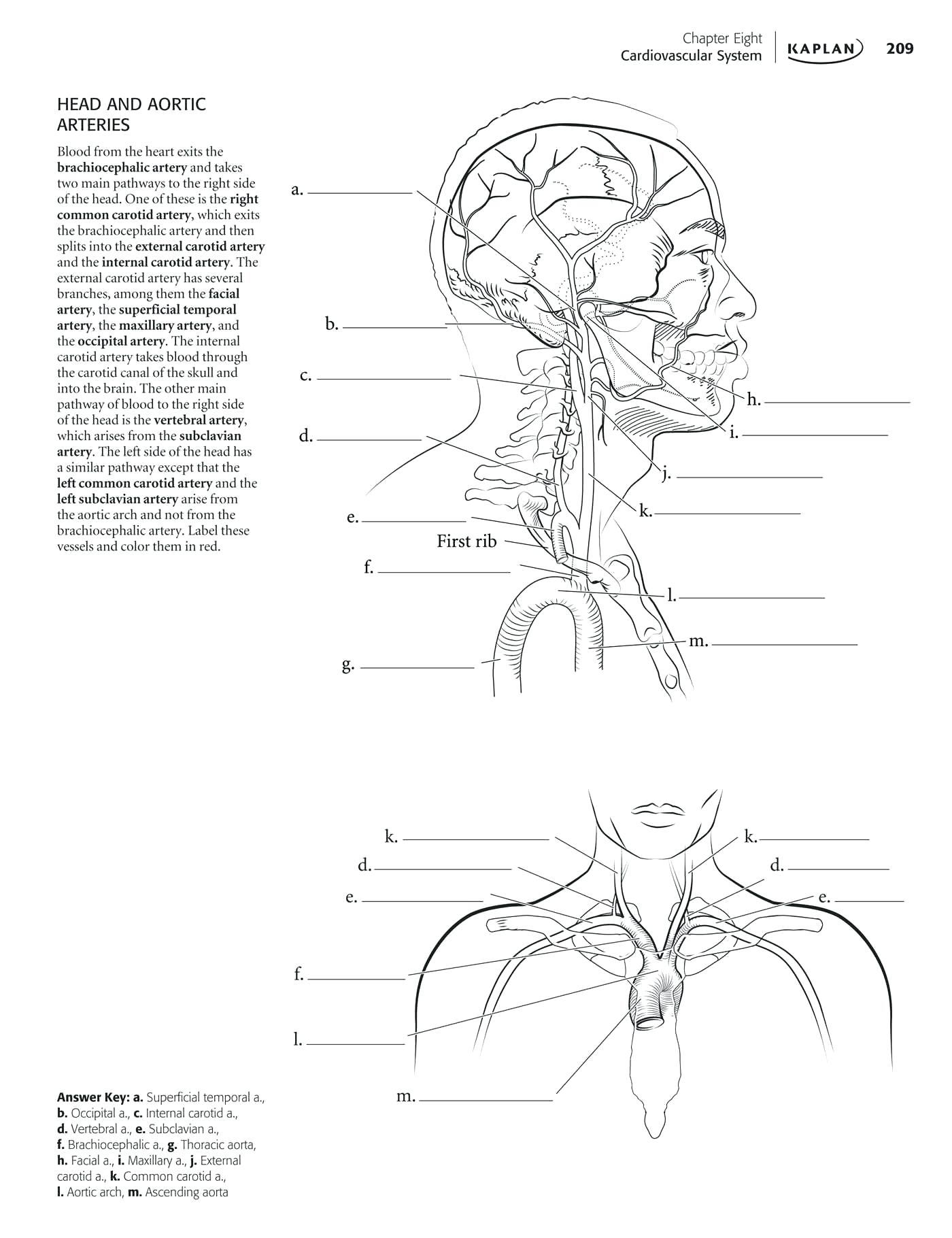 Anatomy And Physiology Coloring Pages at GetDrawings | Free download