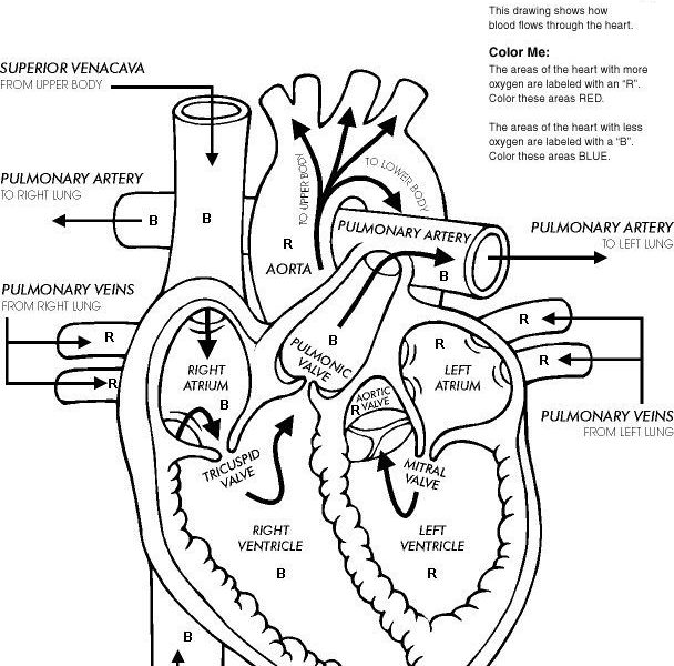 Anatomy Coloring Pages For Kids at GetDrawings | Free download