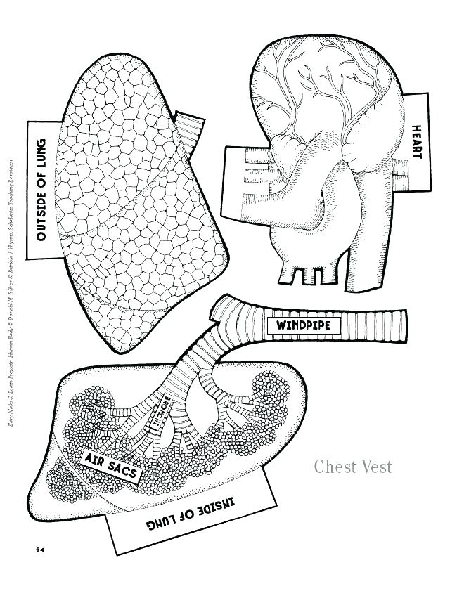 anatomy-coloring-pages-for-kids-at-getdrawings-free-download