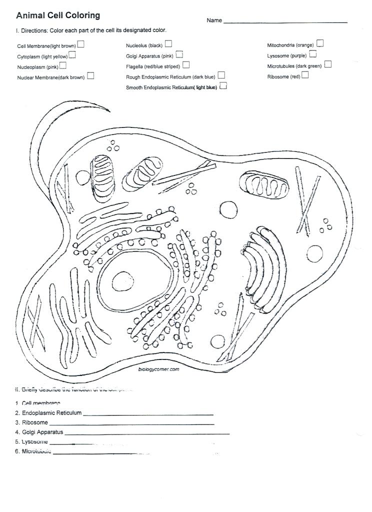 Animal Cell Colouring Worksheet | Total Update