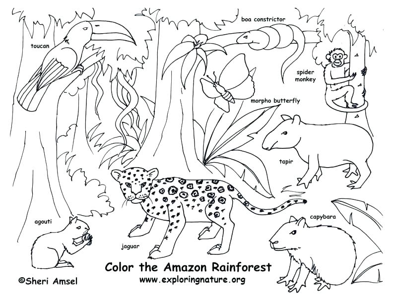animal-habitat-coloring-pages-at-getdrawings-free-download