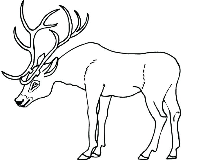 Antler Coloring Page At Getdrawings Free Download