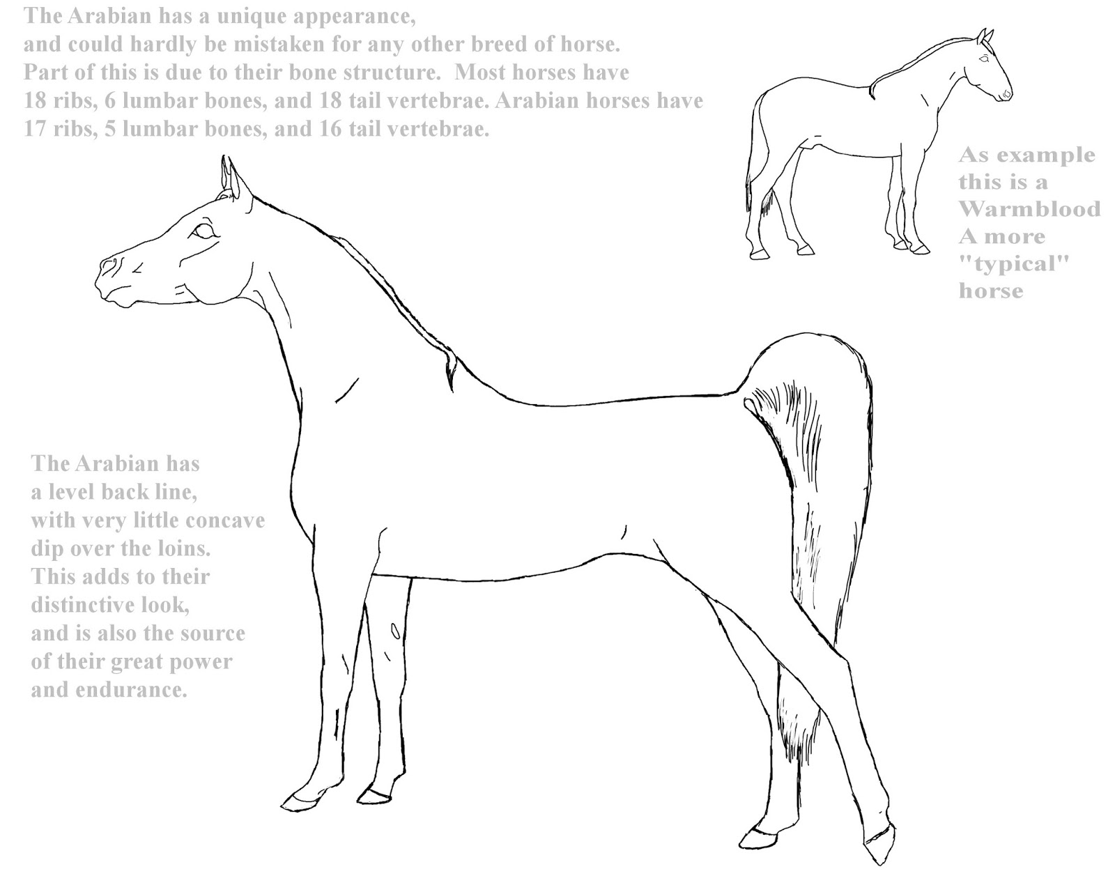 Arabian Horse Head Drawing at GetDrawings | Free download