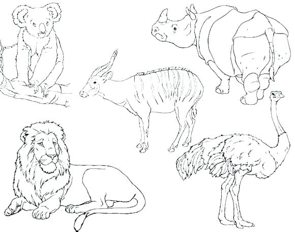 Arctic Animals Coloring Pages For Preschoolers at GetDrawings | Free