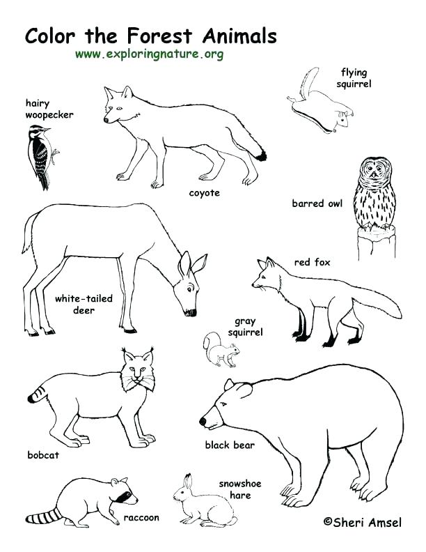 Arctic Animals Coloring Pages For Preschoolers at GetDrawings | Free