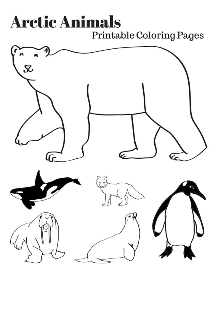 Arctic Habitat Coloring Pages At GetDrawings Free Download