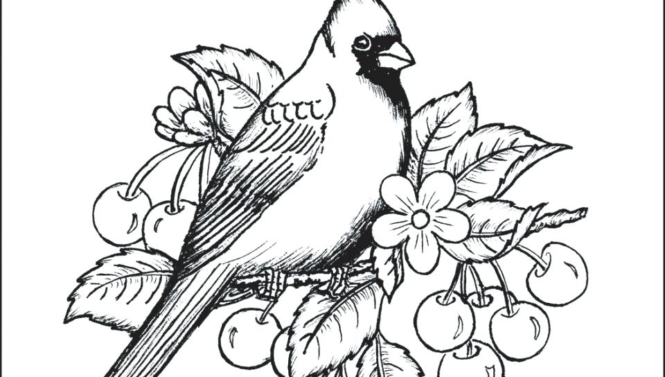 Arizona Cardinals Coloring Pages Coloring Pages