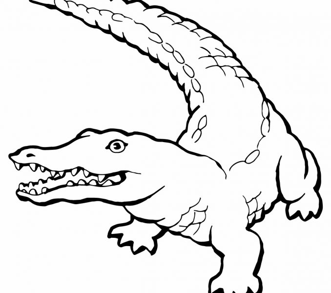 Baby Alligator Coloring Pages at GetDrawings | Free download