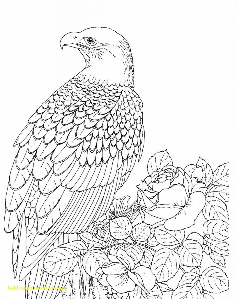 Baby Eagle Coloring Page at GetDrawings | Free download