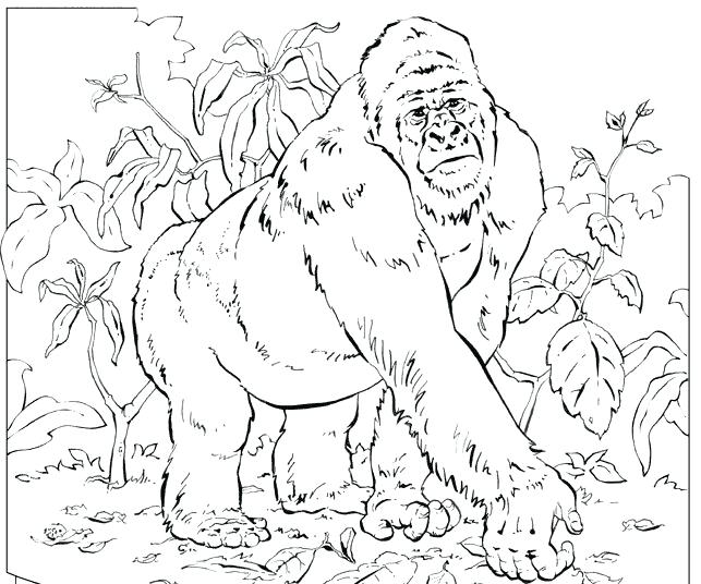 Baby Gorilla Coloring Pages at GetDrawings | Free download