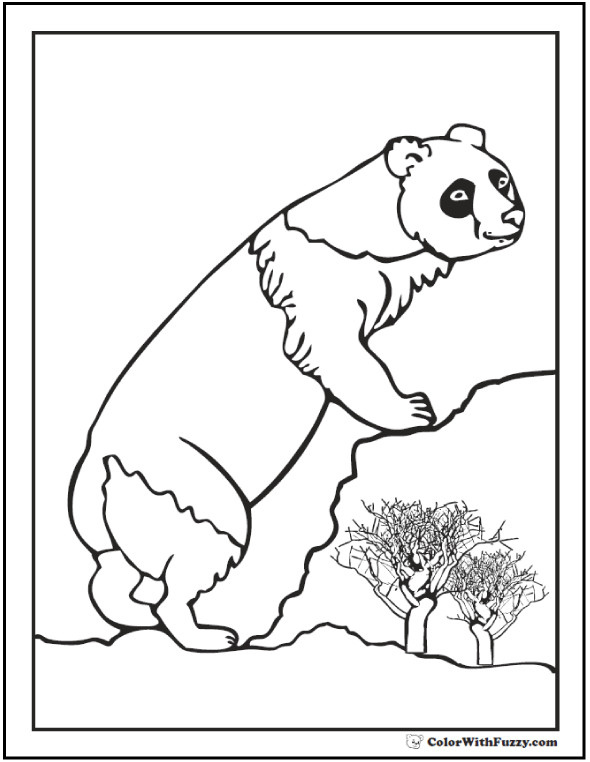 Panda: Panda Bear Picture To Color