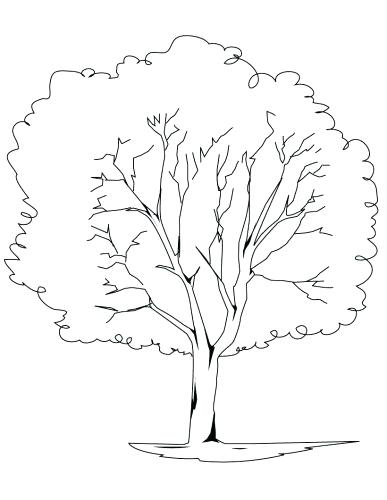 Bare Tree Coloring Page At Getdrawings Free Download