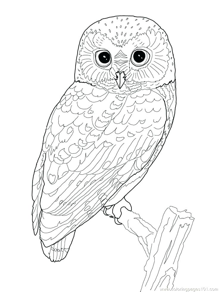 Barn Coloring Pages Free at GetDrawings | Free download