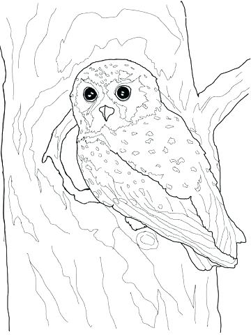 Barn Owl Coloring Page At Getdrawings Free Download