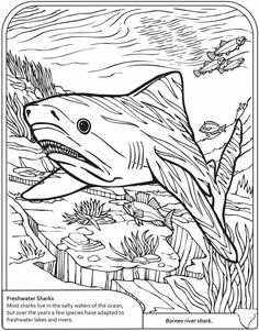 Basking Shark Coloring Pages At Getdrawings 