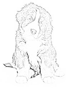 Bernese Mountain Dog Coloring Pages At Getdrawings Free Download