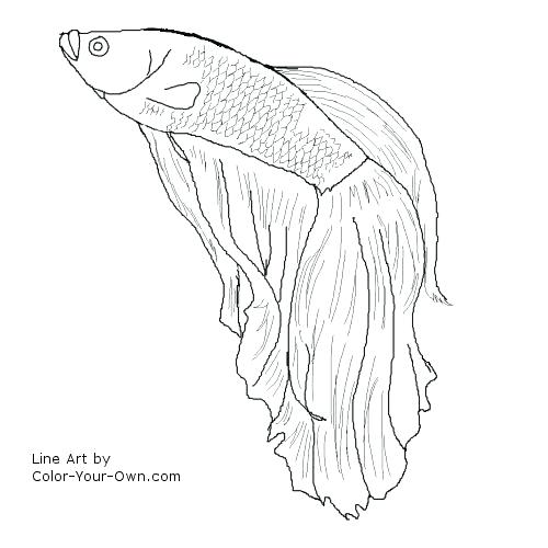 Betta Fish Coloring Pages At Getdrawings Free Download