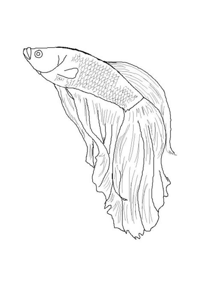 Betta Fish Coloring Pages At Getdrawings Free Download