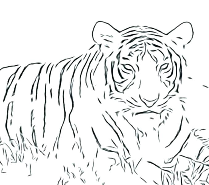 Big Cat Coloring Pages at GetDrawings | Free download