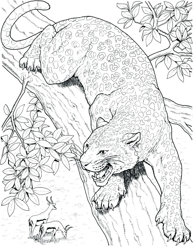 Coloring Pages Wild Cats | Coloring Page