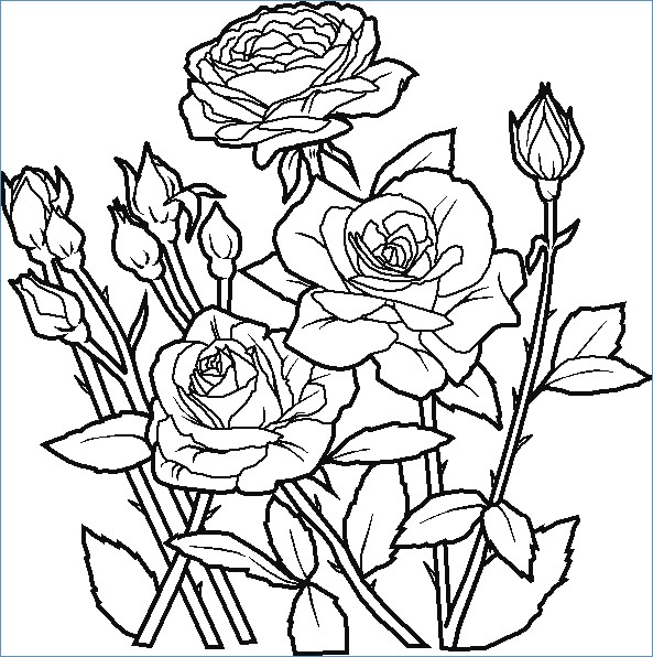 Black And White Coloring Pages Of Flowers at GetDrawings | Free download