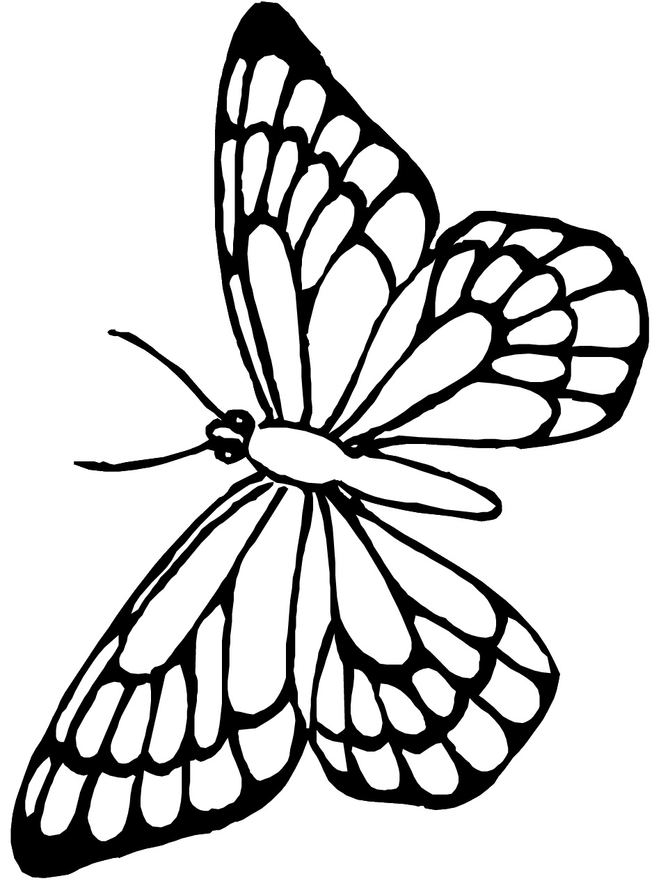 Blank Butterfly Coloring Pages At Getdrawings Free Download