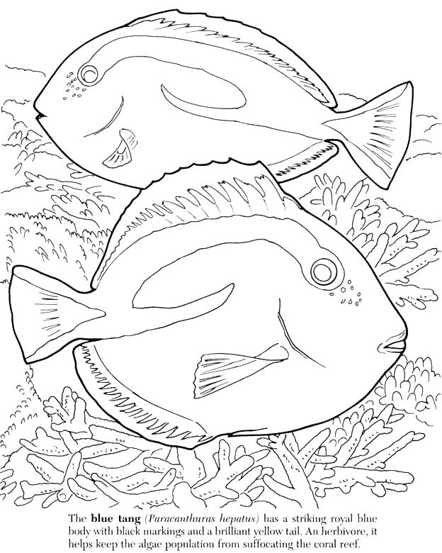 Blue Fish Coloring Pages at GetDrawings | Free download